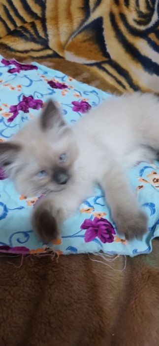 Продаётся сиамский котята