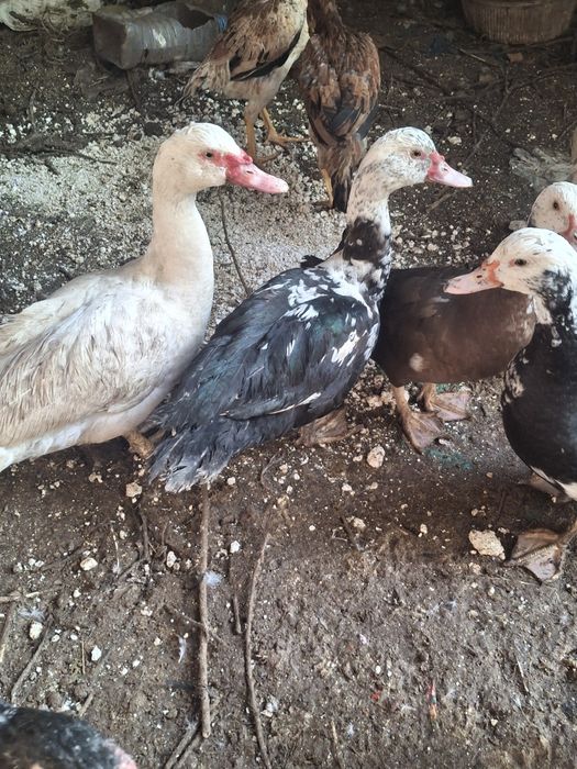 Индоутка қораздары сатылады. Обмен бар.