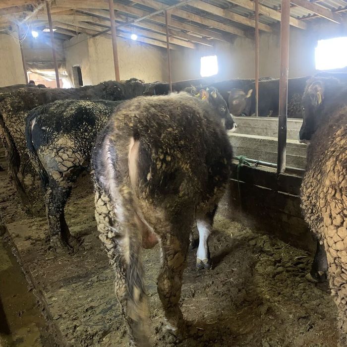 Бычки продаётся 25 штук