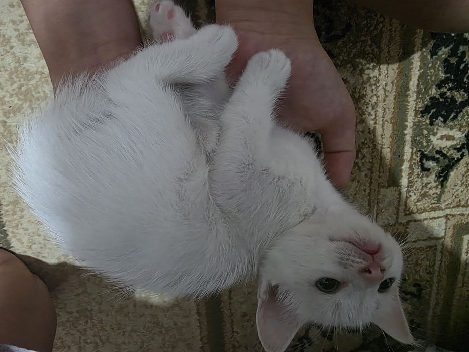 Котёнок  белый чистый