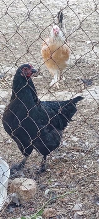 Куры домашние срочно