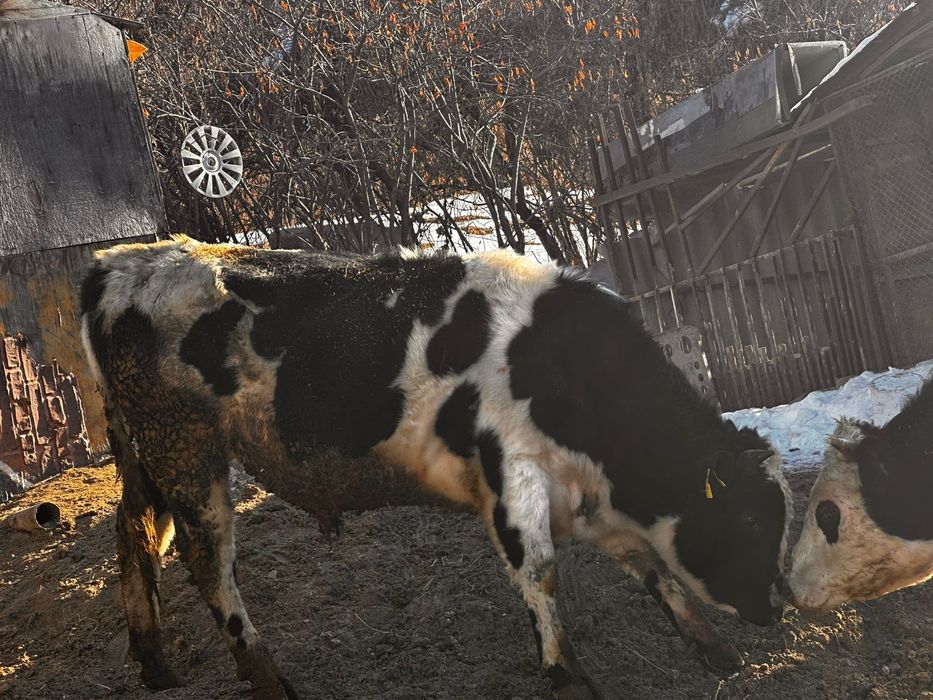 Продам быка голштин