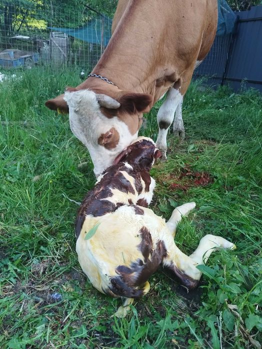 Vaca de vanzare cu vițea
