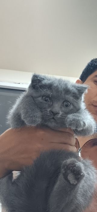 Scottish fold va straight