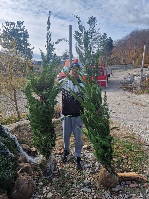 Tuia leylandii  pon pon