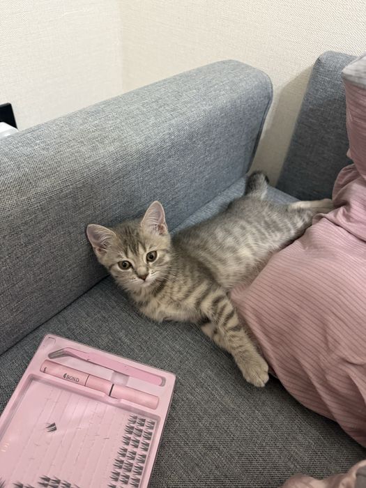 Британский котёнок ищет новый дом.