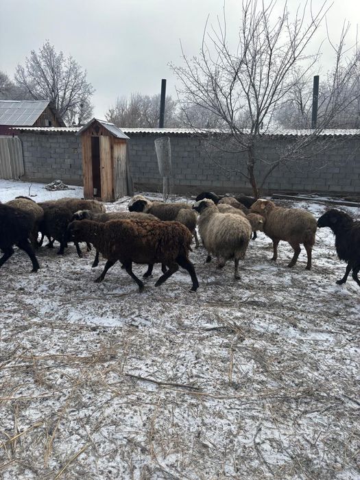 Семіз қойлар сатылады