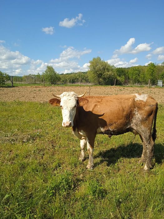 vand 2 vaci - Sitani, Bihor