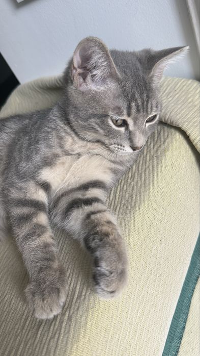 Котенок мальчик в добрые руки