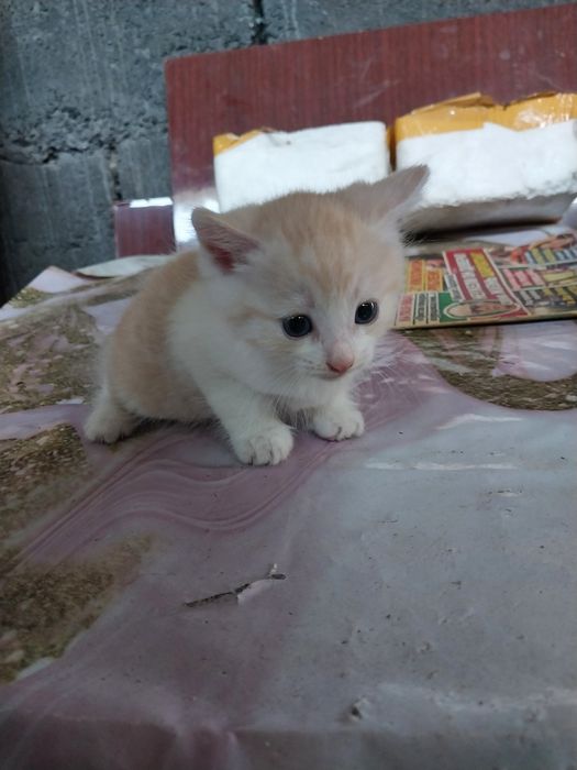 Отдам котят в добрые руки
