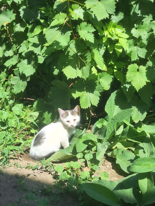 Отдадим котят в добрые руки
