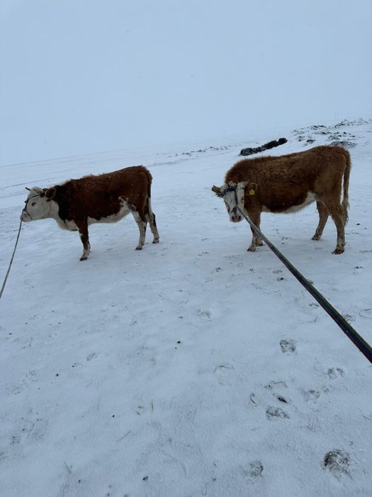 Продам двух стельных тёлочек