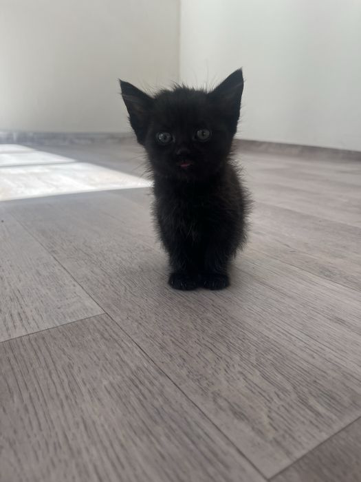 Котята в добрые руки Талгар/Кендала