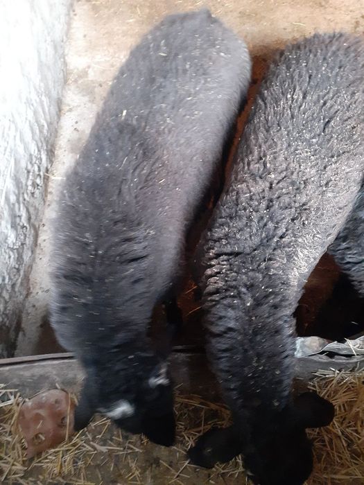 Соглом,семизгина кучкорлар сотилади