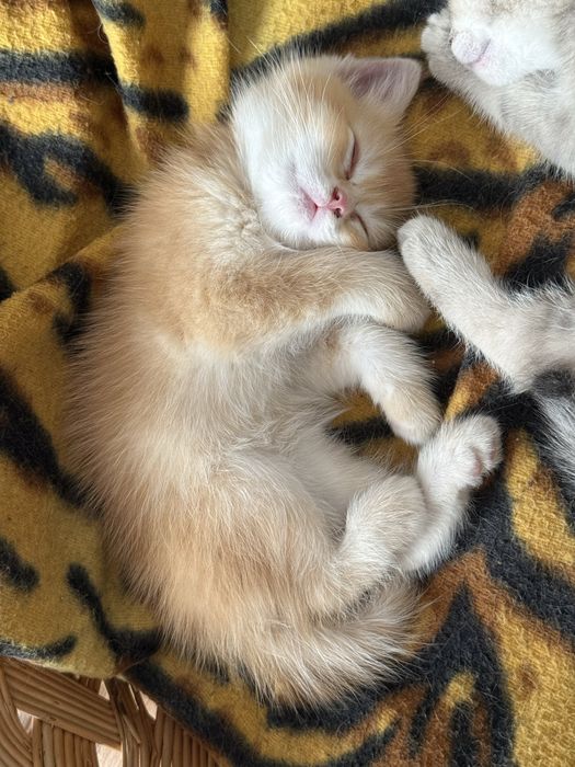 Mushuk, Кошка, Cat