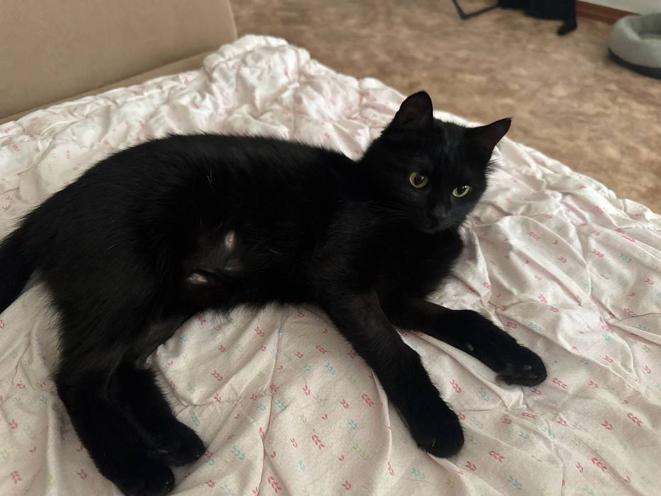 Кошечка ищет дом, стерилизована!