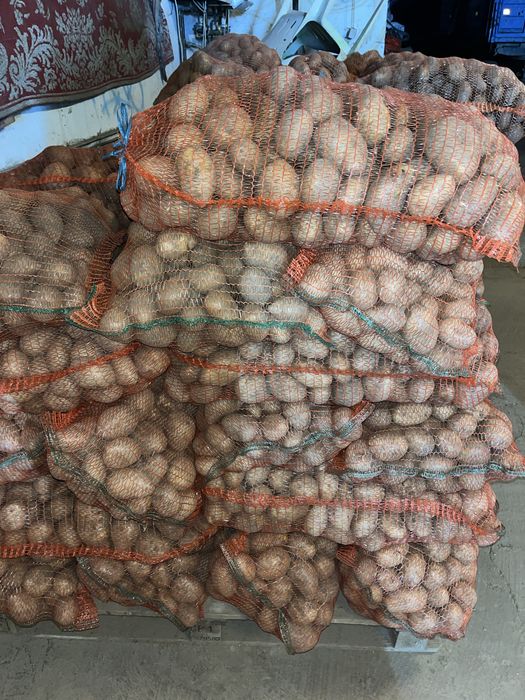 Cartofi albi de consum si samanta