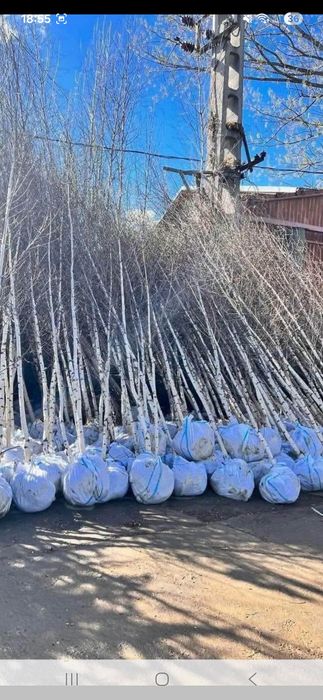 Amenajez spați verzi plante ornamentale mesteacăn tei