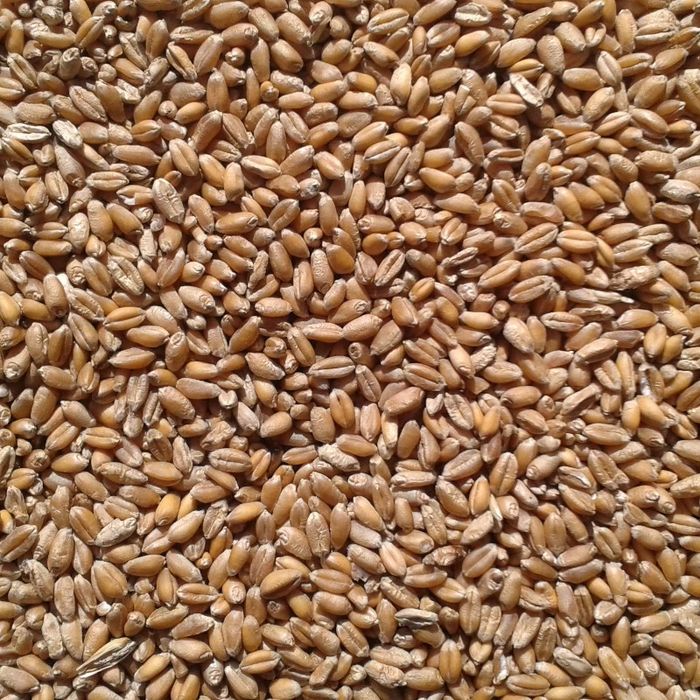 Vand porumb boabe, grau , triticale