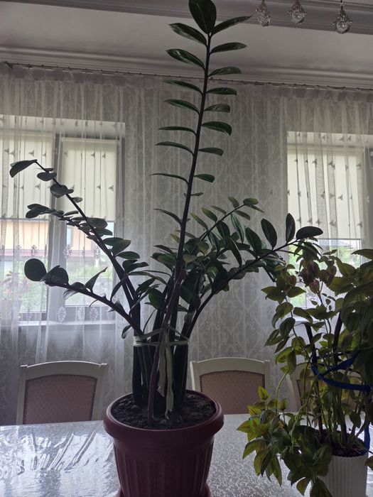 Срочно продам комнатные растения
