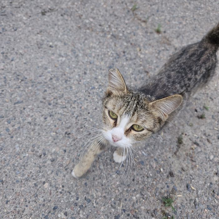 Кошечка в добрые руки