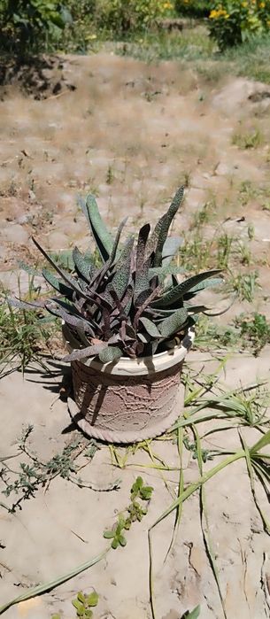 Гуллар нархини калишамиз