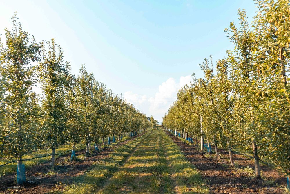 Продава се Земеделски имот в с. Братово, Област Бургас -  кв.м за 9211 €/дка - Снимка #17