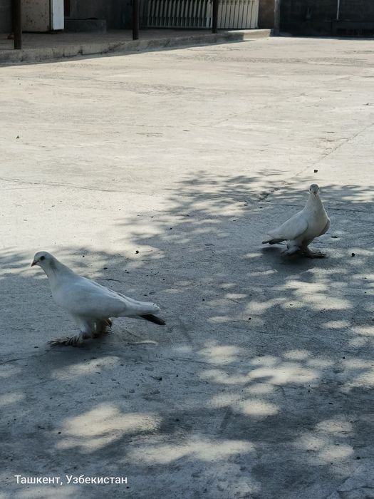Kaptar sotiladi qizqanlar bormi