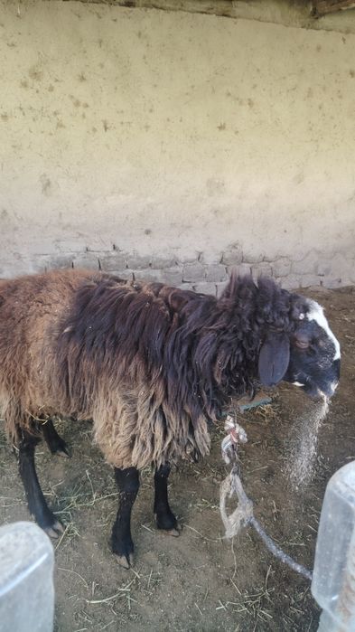 4 tish qo'chqor sotiladi.