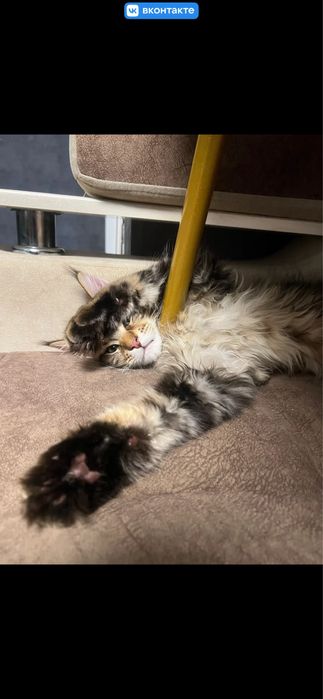 Мейн кун мальчик с документами