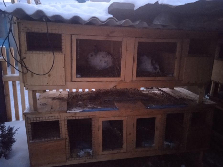 Продам маточники для разведения