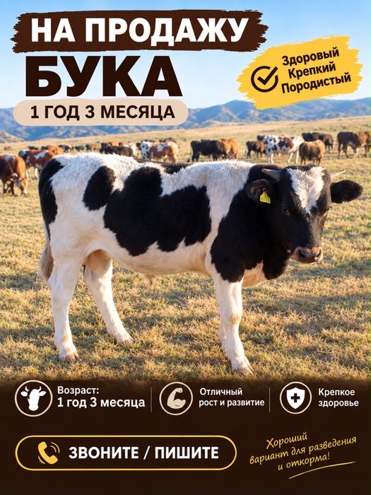 Продам быка 1 год 3 месяца