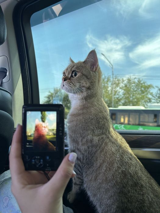 Отдам кошку в добрую семью