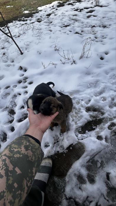 2 күшік бар қарасы еркек қоңыры ұрғашы