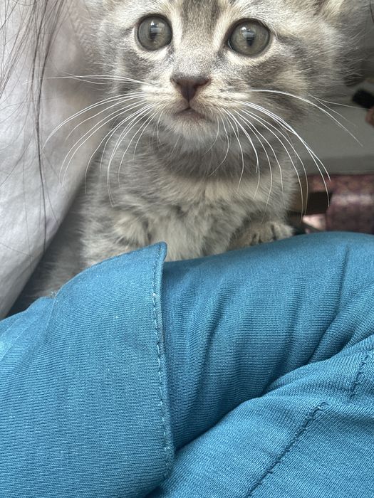 Кошка породистые котята