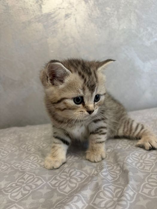 .Brittish & Scottish.