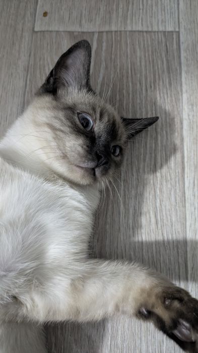 Кот 4 месяца в добрые руки