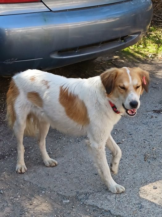 Подарява се кученце Макс