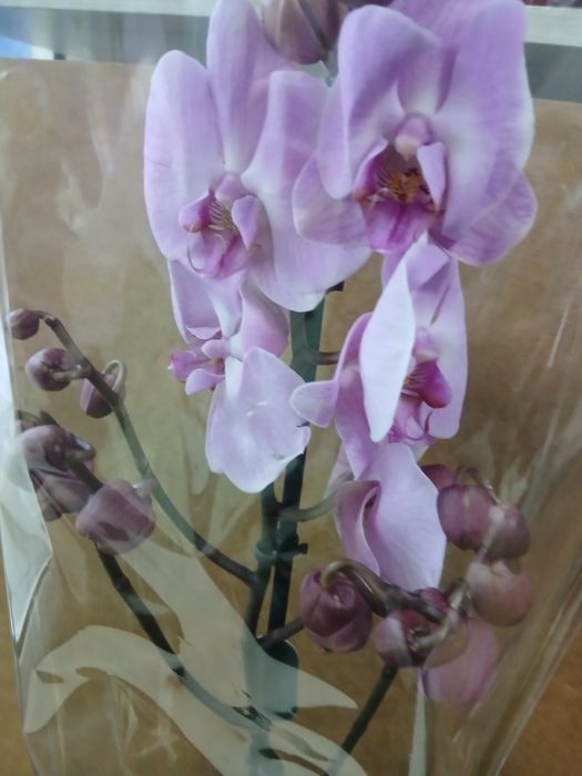 Орхидеи из Голландии