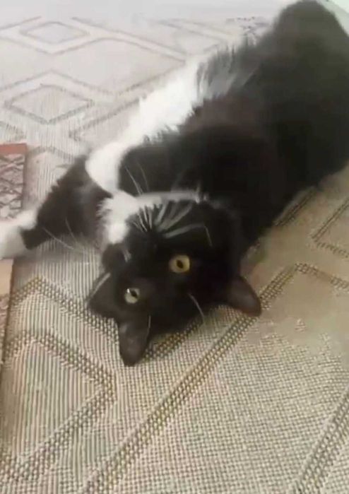 Умный котик ищет дом