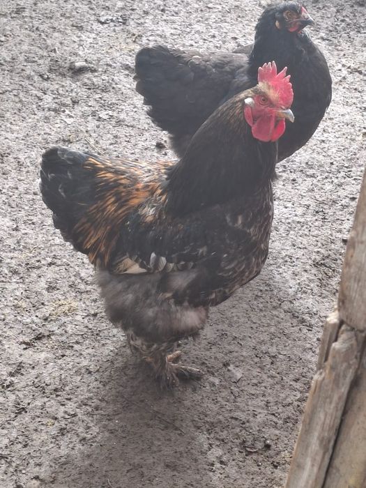 Куры и петухи.                 .