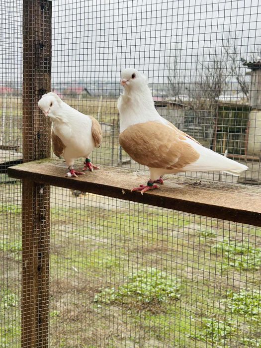 Porumbei Pescaruși Germani