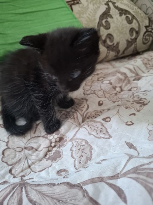 Отдам в добрые руки котика