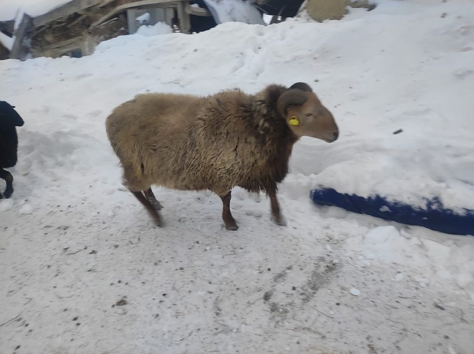 Қошқар сатылады 2 жасар.