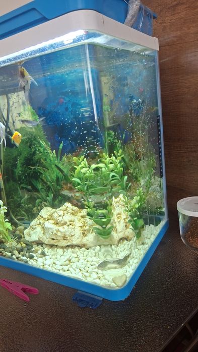 Аквариум за рибки оборудван!