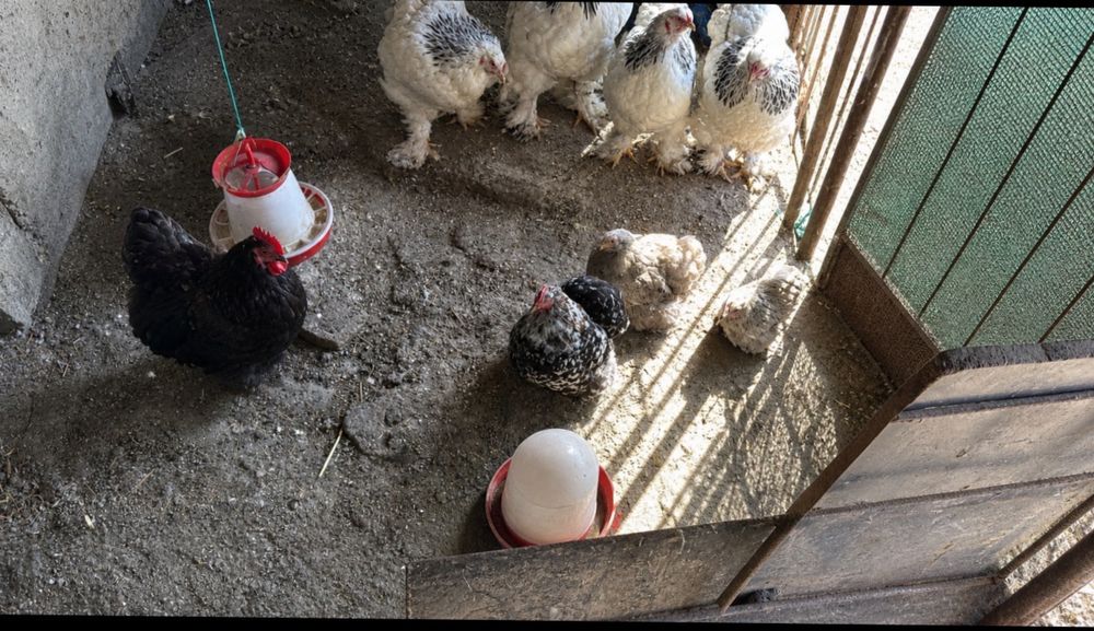 Vand oua de la gaini brahma hd dar si de la chochinchina pitic negru/bobtail