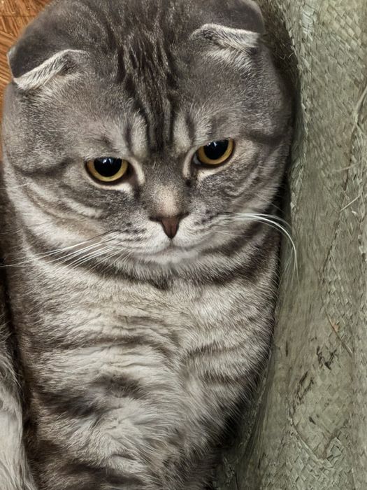 продам котят шотландцы