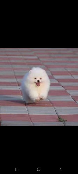 Шикарный мальчик померанского шпица