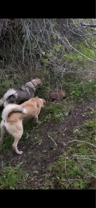 Продается западно сибирская лайка!!!