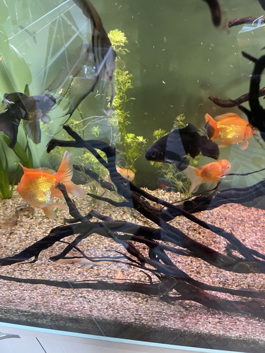 Pesti de acvariu Carasi de vanzare